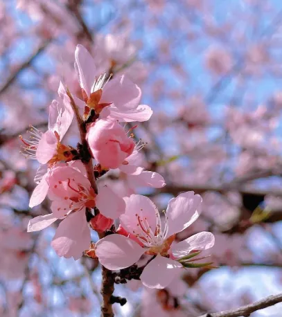 桃花视频2026最新版功能