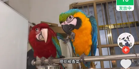 枫以视频app官方版优势