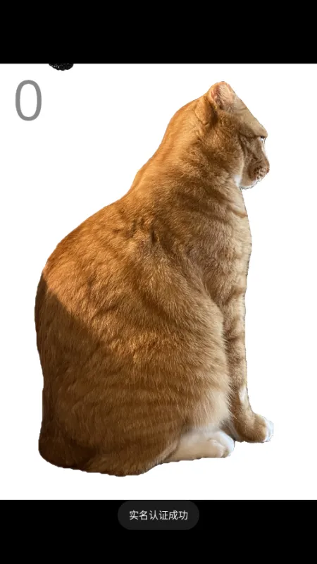 韩国给猫梳毛的游戏截图2