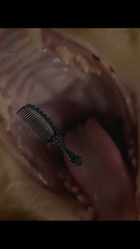 韩国给猫梳毛的游戏截图4