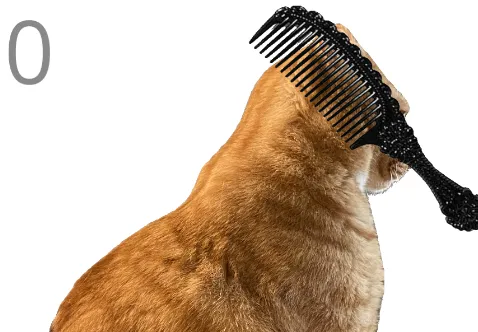 韩国给猫梳毛的游戏攻略