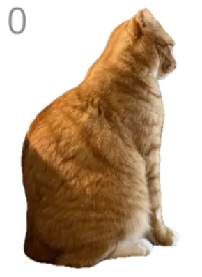 给猫梳毛游戏怎么玩的