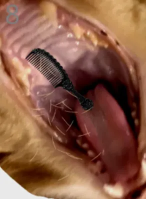 给猫梳毛游戏怎么玩的