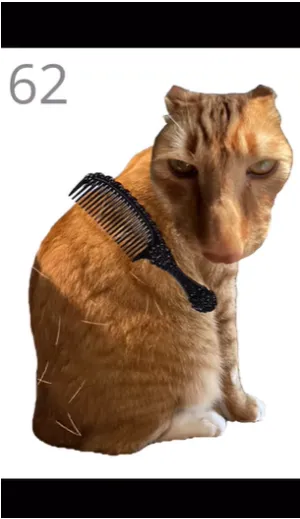 给猫梳毛手游网页链接