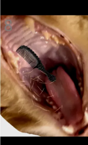 给猫梳毛手游移植版怎么玩