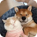 萌趣猫狗翻译器