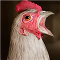 鸡脚