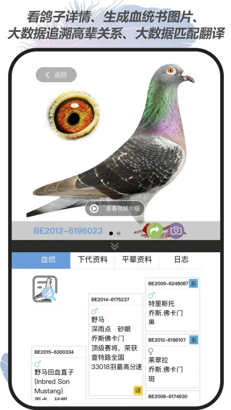 赛鸽云-信鸽赛事管理截图5