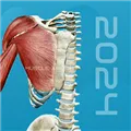 3D肌肉解剖