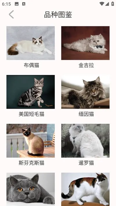 猫眼精灵官方版截图3
